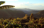 Costa Rica Coffee Plantation