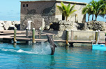 Puerto Plata: Ocean World Dolphin Pool