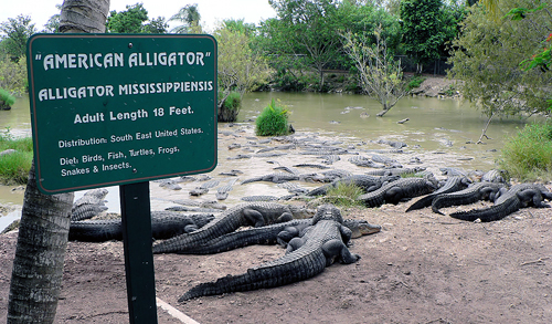 Amerian Alligator Farm