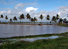 Guana: Rice Field and Palm Trees