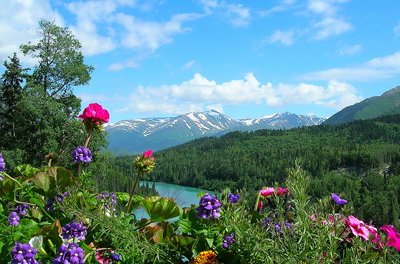 Alaska: Snow Covered Mountains and Flowers