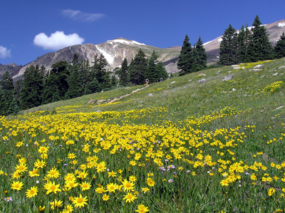 Colorado: Mountains and Wildflowers